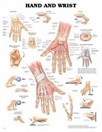 Hand and Wrist Anatomical Chart (Other, 2)