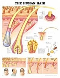 The Human Hair Chart (Chart, 1st, LAM)