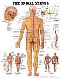 Spinal Nerves Chart (Chart, LAM)