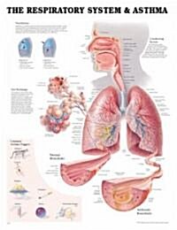 The Respiratory System and Asthma Chart (Chart, 1st, LAM)
