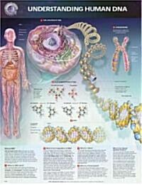 Understanding Human DNA Chart (Chart, 1st)