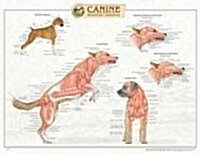 Canine Muscular Anatomy Chart (Chart, 1st)
