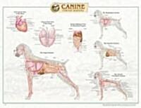 Canine Internal Organ Anatomy (Chart, 1st)