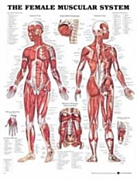 Female Muscular System Chart (Chart, 1st)