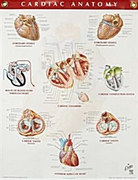 Cardiac Anatomy Chart (Paperback, Marshall Cavend)