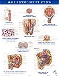 Male Reproductive System Chart (Chart, 1st)