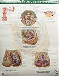 Female Reproductive System Chart (Paperback)