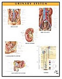 Urinary System (Chart, 1st, LAM)