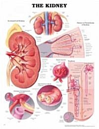 The Kidney Anatomical Chart (Other, 2)