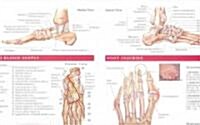 Anatomy And Injuries Of The Foot And Ankle (Chart, 1st)