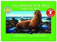 Galapagos Fur Seal: At home in the tropics