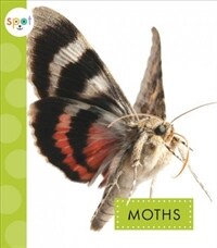 Moths (Paperback)