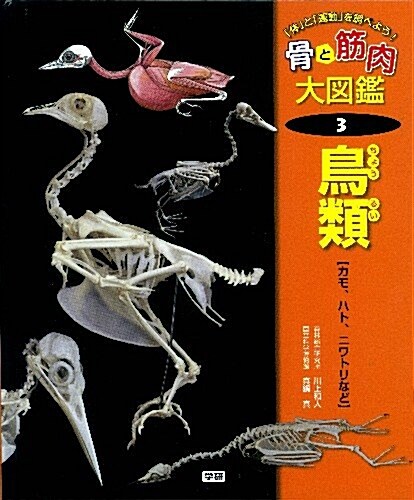 第3卷　鳥類: 「體」と「運動」を調べよう (骨と筋肉大圖鑑) (大型本)