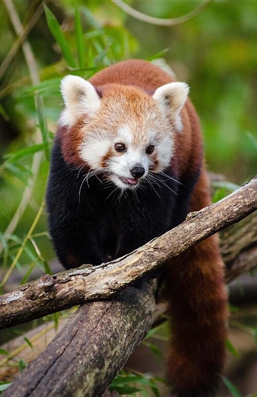 Adorable Red Panda Bear Journal: Lined Notebook for Teens, Blank, Lined, Cactus Diary (Paperback)