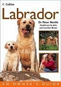 Labrador (Paperback)