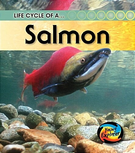 Life Cycle of a Salmon (Hardcover)