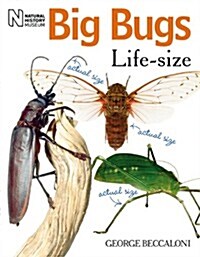 Big Bugs Life-Size (Paperback)