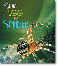 From Egg to Spider (Paperback)