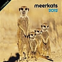 Meerkats 2012 Calendar (Paperback, Mini)