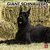 Giant Schnauzers 2012 Calendar (Paperback, Wall)