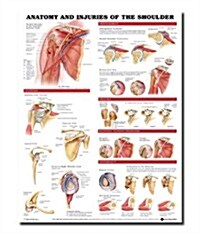 Anatomy and Injuries of the Shoulder Anatomical Chart (Other)