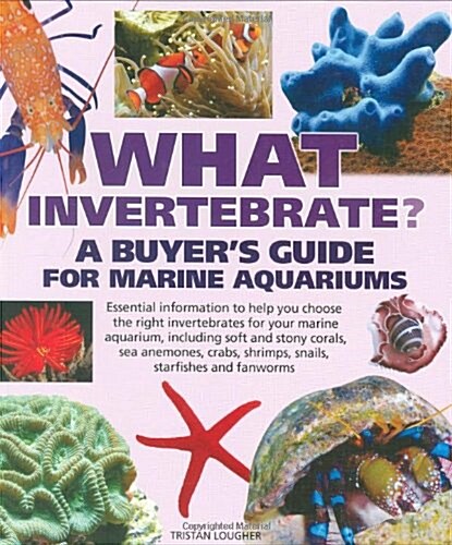 What Invertebrate? (Paperback)