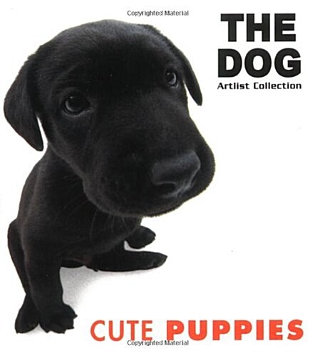 Cute Puppies (Paperback)