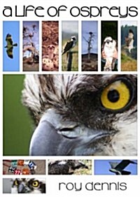 A Life of Ospreys (Paperback)