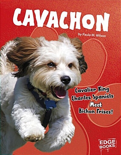 Cavachon: Cavalier King Charles Spaniels Meet Bichon Frises! (Hardcover)