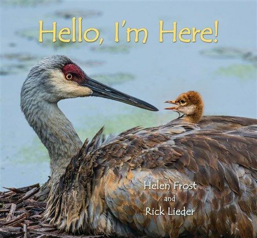Hello, Im Here! (Hardcover)