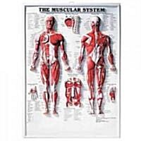 The Muscular System 3D Raised Relief Chart (Other, 4, Revised)