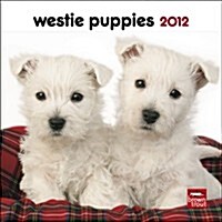 Westie Puppies 2012 Calendar (Paperback, Mini)