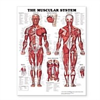 The Muscular System Giant Chart (Other, Revised)