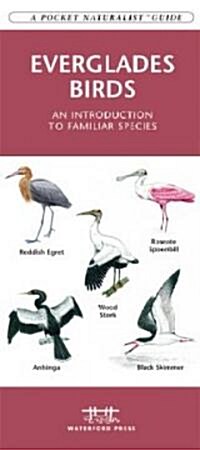 Everglades Birds: An Introduction to Familiar Species (Other)