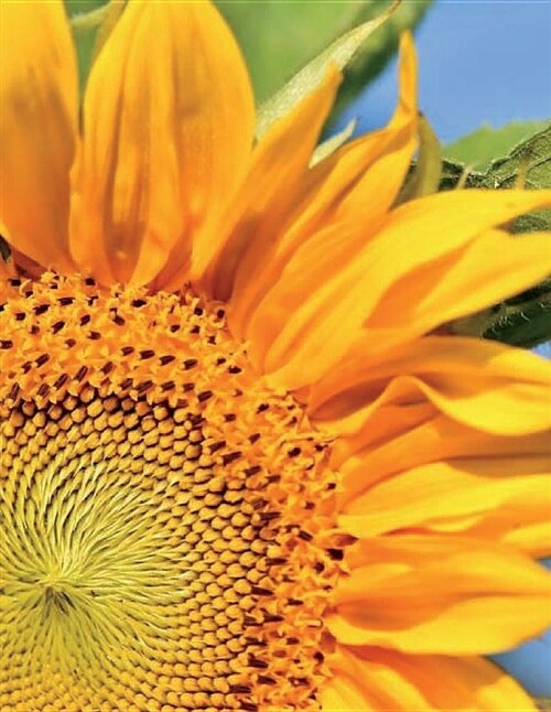 Sunflower Notebook Large Size 8.5 X 11 Ruled 150 Pages Softcover (Paperback)