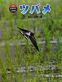 ツバメ―春にくる渡り鳥 (科學のアルバム·かがやくいのち) (大型本)