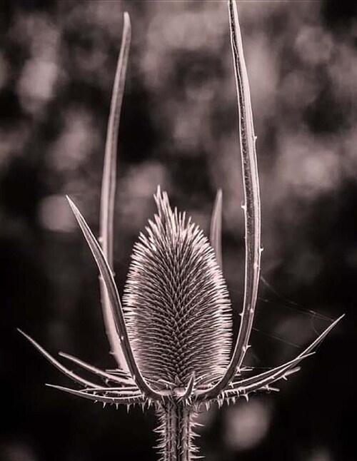 Nature Notebook Large Size 8.5 X 11 Ruled 150 Lined Pages Softcover Journal Comp (Paperback)