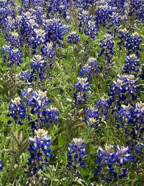 Bluebonnets Notebook Large Size 8.5 X 11 Ruled 150 Pages Softcover (Paperback)