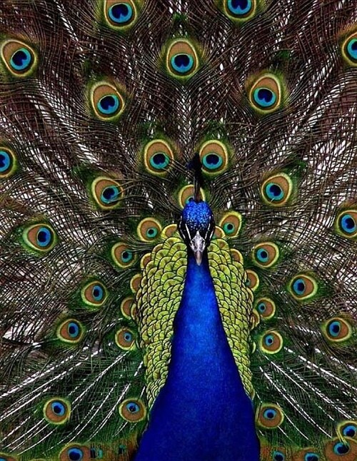 Peacock Notebook Large Size 8.5 X 11 Ruled 150 Pages Softcover (Paperback)