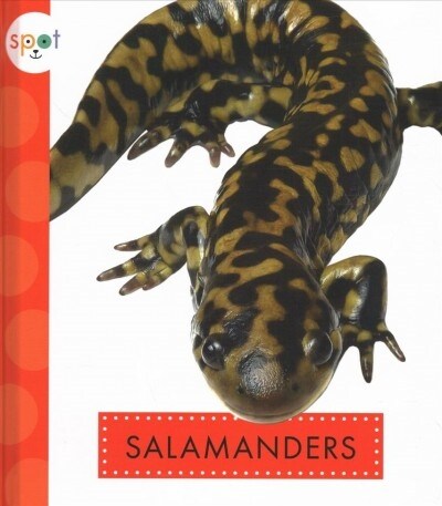 Salamanders (Library Binding)