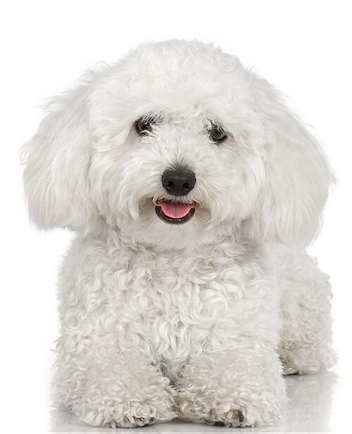 School Composition Book White Poodle Dog Photo 200 Pages: (notebook, Diary, Blank Book) (Paperback)