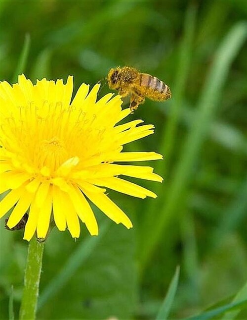 Dandelion Yellow Flower Natural Health Healthy Weed Weeds Gardening Gardener: Notebook Large Size 8.5 X 11 Ruled 150 Lined Softcover (Paperback)