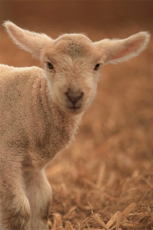 Sheep & Lamb Notebook - Journal Gift for Cute Farm Animal Lovers: 6x9 in (15x23 CM) Medium College Ruled Notebook, 116 Page, Lined (Paperback)