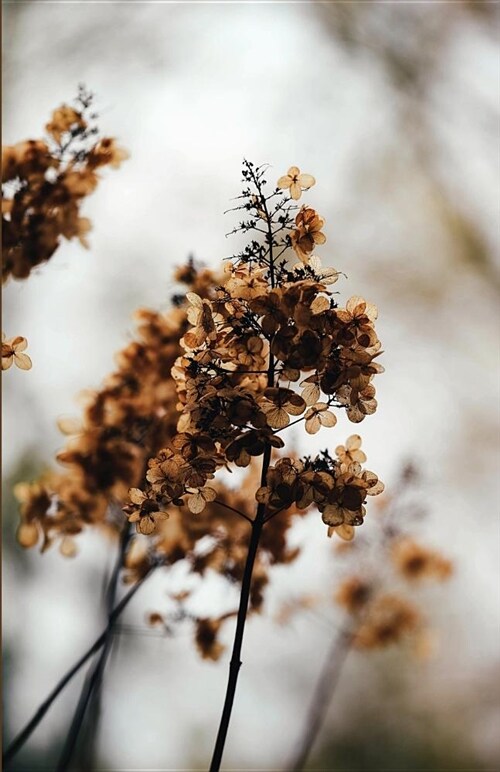 The Botanical Collection: Skeleton Hydrangea Petals, Travel Sized Notebook, Journal, Diary for Plant Lovers, Lined Stationery with Cream Paper I (Paperback)