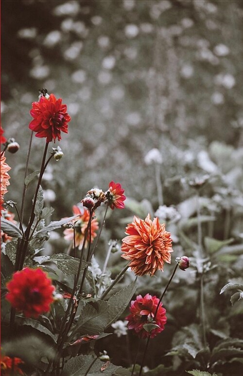 The Botanical Collection: Red Orange Dahlias in the Wild, Travel Sized Notebook, Journal, Diary for Plant Lovers, Lined Stationery with Cream Pa (Paperback)