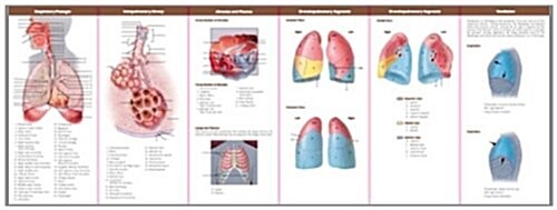 Anatomical Chart Companys Illustrated Pocket Anatomy: Anatomy & Disorders of the Respiratory System Study Guide (Paperback, Study Guide)