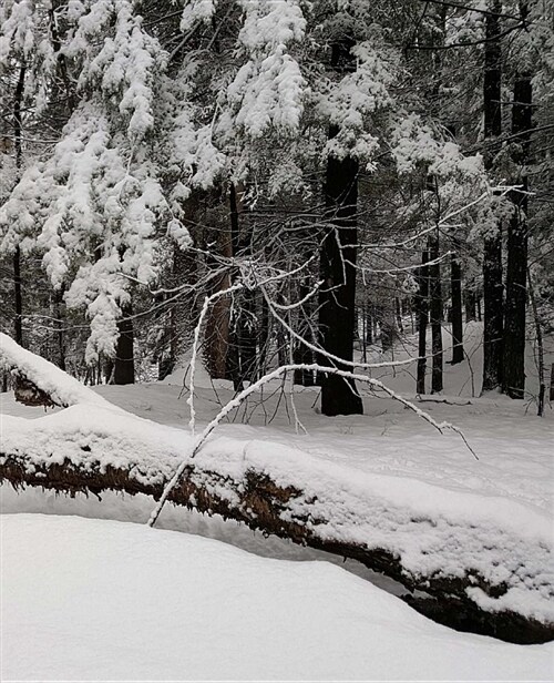 Winter School Composition Book Fallen Tree Snow 130 Pages: (notebook, Diary, Blank Book) (Paperback)