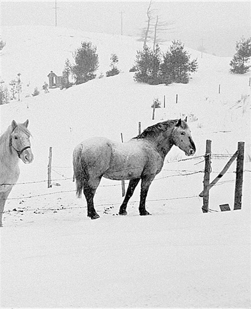 Winter Theme School Composition Book Horses in Winter 130 Pages: (notebook, Diary, Blank Book) (Paperback)