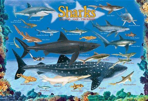 Sharks 100 Pieces Eurographics Kids 5+ (Other)
