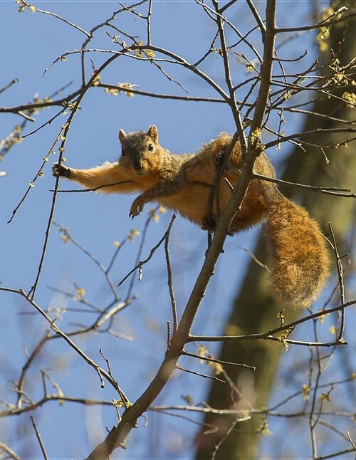 Relaxed Squirrel 8.5x11 Composition Notebook 200 College Ruled Pages: 21.59cm X 27.94cm, Shows Cheeky Squirrel Relaxing on Tree Branches on Sunny, D (Paperback)